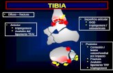 TIBIA Difuso – fractura Anterior Impingement Avulsión del ligamento TFAI Posterior Contusión / lesión osteochondral por impacto Fractura Avulsión ligamento.
