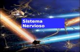 Sistema Nervioso. 03/02/20143 El sistema nervioso comprende Cerebro Médula espinal El conjunto de nervios del organismo Está dividido en dos partes: