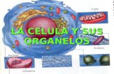 LA CELULA Y SUS ORGANELOS. LA MEMBRANA CELULAR O PLASMATICA Protege la célula, permite el intercambio de materiales entre el citoplasma y el exterior.