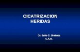 CICATRIZACION HERIDAS Dr. Julio C. Jiménez U.A.G..