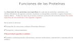 Funciones de las Proteínas Las funciones de las proteínas son específicas de cada tipo de proteína y permiten a las células defenderse de agentes externos,