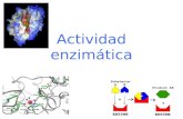 Actividad enzimática. Las enzimas son catalizadores biológicos que disminuyen la energía de activación de las reacciones que catalizan, pero no modifican.