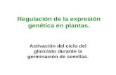 Regulación de la expresión genética en plantas. Activación del ciclo del glioxilato durante la germinación de semillas.