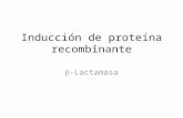 Inducción de proteína recombinante -Lactamasa. Las proteínas recombinantes son aquellas que obtenemos a partir de una especie o una línea celular distinta.