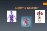 Sistema Excretor. La excreción es el proceso que permite al cuerpo liberarse de desechos metabólicos (metabolitos).