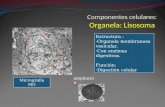 Componentes celulares: Organela: Lisosoma Estructura : -Organela membranosa vesicular. -Con enzimas digestivas. Función: -Digestión celular Micrografía.