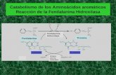 Catabolismo de los Aminoácidos aromáticos Reacción de la Fenilalanina Hidroxilasa Fenilalanina Tirosina Fenilalanina Hidroxilasa Dihidro pterina reductasa.