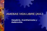 AMEBAS VIDA LIBRE (AVL) Naegleria, Acanthamoeba y Ballamuthia.