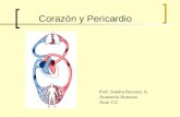 Corazón y Pericardio Prof. Sandra Bucarey A. Anatomía Humana Anat 122.