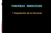 PANCREAS ENDOCRINO Regulaci³n de la Glicemia. H­gado comida HGI + + LOCALIZACI“N ESQUEMTICA DE LOS ISLOTES PANCRETICOS