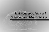 Introducción al Sistema Nervioso. Departamento de Anatomía Humana, U. A. N. L. Definición El sistema nervioso comprende el conjunto de órganos que regulan,
