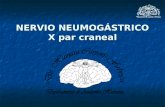 NERVIO NEUMOGÁSTRICO X par craneal. Vago o Neumogástrico (X) Funciones: Motora, Propioceptiva Consciente y Exteroceptiva, Propioceptiva Inconsciente,