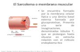 El Sarcolema o membrana muscular Se encuentra formado por la membrana celular típica y una lámina basal externa formada por glucoproteínas. Presenta una.