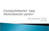 Microbiología I-2011 M. Paz. Enfermedad infecciosa causada por especies de Campylobacter. Principalmente: síntomas desarrollan de 2-5 días después de.