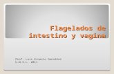 Flagelados de intestino y vagina Prof. Luis Ernesto González U.N.S.L. 2011.