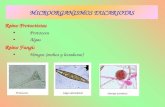 MICROORGANISMOS EUCARIOTAS Reino Protoctistas Protozoos Algas Reino Fungi: Hongos (mohos y levaduras)