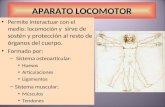 APARATO LOCOMOTOR Permite interactuar con el medio: locomoción y sirve de sostén y protección al resto de órganos del cuerpo. Formado por: – Sistema osteoarticular.