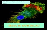 TEMA 18: INMUNIDAD C. dendrítica (verde) envuelve lactobacilos (azules)
