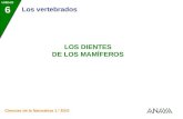 Los vertebrados Ciencias de la Naturaleza 1.º ESO LOS DIENTES DE LOS MAMÍFEROS UNIDAD 6.