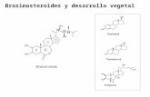 Brasinosteroides y desarrollo vegetal. Hitos en investigación sobre BR 1. Descubrimiento en la década de los 70: brasinólido se ensayó la capacidad de.