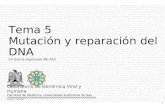 1 CA García Sepúlveda MD PhD Tema 5 Mutación y reparación del DNA Laboratorio de Genómica Viral y Humana Facultad de Medicina, Universidad Autónoma de.
