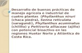 Desarrollo de buenas prácticas de manejo agrícola e industrial de cuatro plantas (Phyllanthus niruri (chaca piedra), Senna reticulata (saragundí), Phyllanthus.