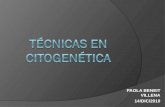 P AOLA B ENEIT V ILLENA 14/ DIC /2010. Citogenética Convencional Estudio citogenético convencional de las neoplasias hematológicas En SP y MO Citogenética: