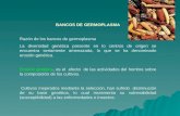 BANCOS DE GERMOPLASMA Razón de los bancos de germoplasma La diversidad genética presente en lo centros de origen se encuentra seriamente amenazada, lo.