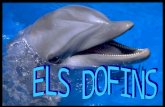 Els Dofins Power Point