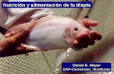 Nutrición y alimentación de la tilapia Daniel E. Meyer EAP-Zamorano, Honduras.
