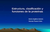 Estructura, clasificación y funciones de la proteínas María Angélica Zamora Herman Pizarro Cofre.