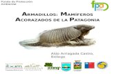Fondo de Protección Ambiental Aldo Arriagada Castro, Biólogo A RMADILLOS: M AMÍFEROS A CORAZADOS DE LA P ATAGONIA.