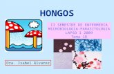 HONGOS II SEMESTRE DE ENFERMERIA MICROBIOLOGIA-PARASITOLOGIA LAPSO I 2009 Tema 18 Dra. Isabel Álvarez.
