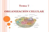Tema 7 ORGANIZACIÓN CELULAR. 1. Teoría celular Robert Hooke (siglo XVII) observando al microscopio comprobó que en los seres vivos aparecen unas estructuras.
