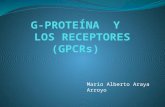 Mario Alberto Araya Arroyo. GPCRs Se encuentran en una gama amplia de organismos. Los vertebrados incluyendo, los artrópodos e insectos. Ellos se caracterizan.