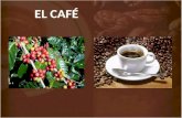 Café es la bebida que se obtiene de los frutos y semillas de la planta del café o cafeto (Cofeea) El café es la tercera bebida más consumida del mundo.