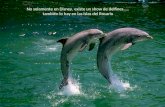 No solamente en Disney, existe un show de delfines..... también lo hay en las islas del Rosario.