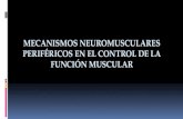 Objetivo: Comprender las bases neurofisiológicas que permíten la función muscular coordinada y sincronizada del sistema estomatognático Fisiología del.