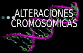 Las células somáticas de las plantas y de los animales por lo general tienen cromosomas apareados (2n), en otras palabras, dos cromosomas de cada tipo.