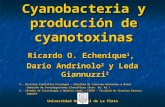 Cyanobacteria y producción de cyanotoxinas Ricardo O. Echenique 1, Darío Andrinolo 2 y Leda Giannuzzi 2 1.- División Científica Ficología – Facultad de.