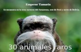 Emperor Tamarin Se encuentra en la zona suroeste del Amazonas, este de Perú y norte de Bolivia.