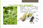 CULTIVO DEL SESAMO El sésamo (Sesamun Indicum) o ajonjolí es una planta oleaginosa de crecimiento anual, de tipo erecto y mide hasta 2 m de altura La germinación.
