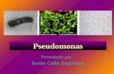 Pseudomonas Presentado por: Sonia Calle Espinoza.