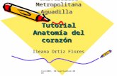 Cois600- 10/septiembre/2005 Ileana Ortiz Flores Tutorial Anatomía del corazón Universidad Metropolitana Aguadilla.