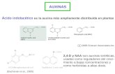 AUXINAS Ácido indolacético es la auxina más ampliamente distribuída en plantas c1998 Sinauer Associates,Inc. 2,4-D y NAA son auxinas sintéticas, usadas.