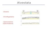 Alveolata - Ciliados -Dinoflagelados -Sporozoarios (Apicomplexa)