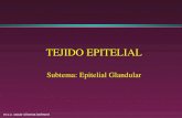 M.v.z. oscar oliveros belmont TEJIDO EPITELIAL Subtema: Epitelial Glandular.