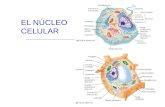 EL NÚCLEO CELULAR. El núcleo: centro de control de la célula Generalmente es el organelo más conspicuo. Consta de: La envoltura o membrana nuclear. La.