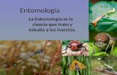 Entomologí a La Entomología es la ciencia que trata y estudia a los insectos.