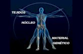 TEJIDOS NÚCLEO MATERIAL GENÉTICO. TEJIDOS El cuerpo humano posee unos cincuenta billones de células. Éstas se agrupan en tejidos, los cuales se organizan.